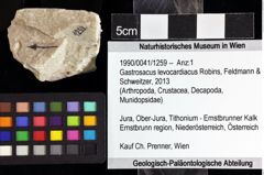 Foto (Objket + Etiketten) von Gastrosacus levocardiacus (Robins, Feldmann & Schweitzer, 2013) 